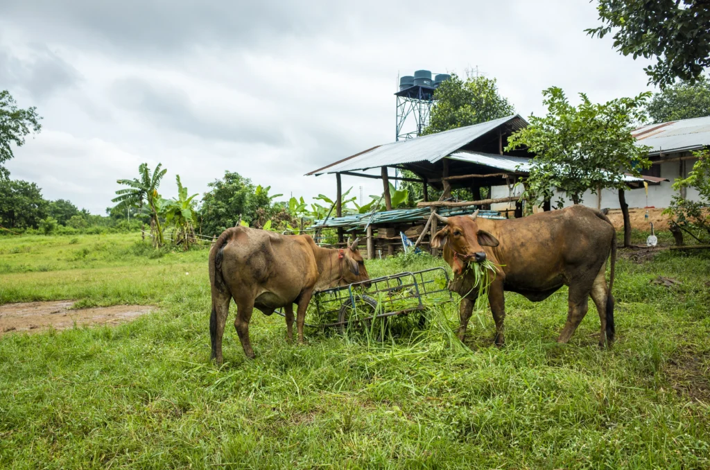 Read more about the article Building a Better Future for Cows