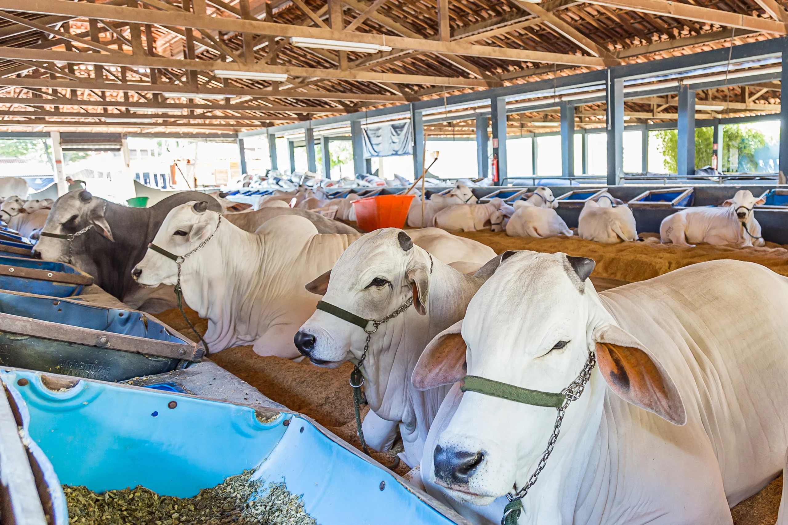 Read more about the article Building a Better Future for Cows